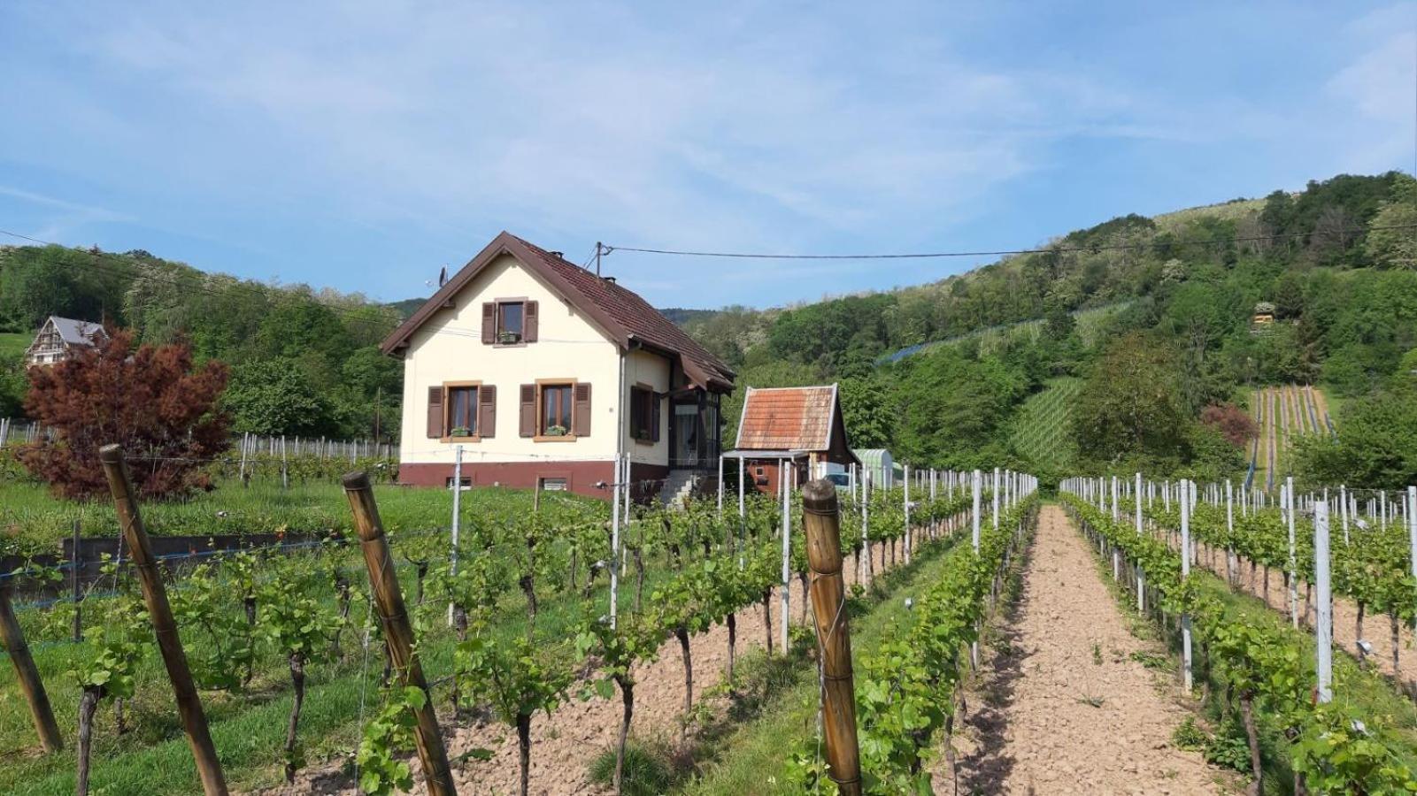 Dandelion Bed & Breakfast 리보빌레 외부 사진